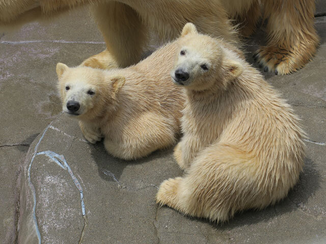 「八木山動物公園フジサキの杜」双子のホッキョクグマ公開記念 コラボアイテム販売および愛称投票イベントの実施について